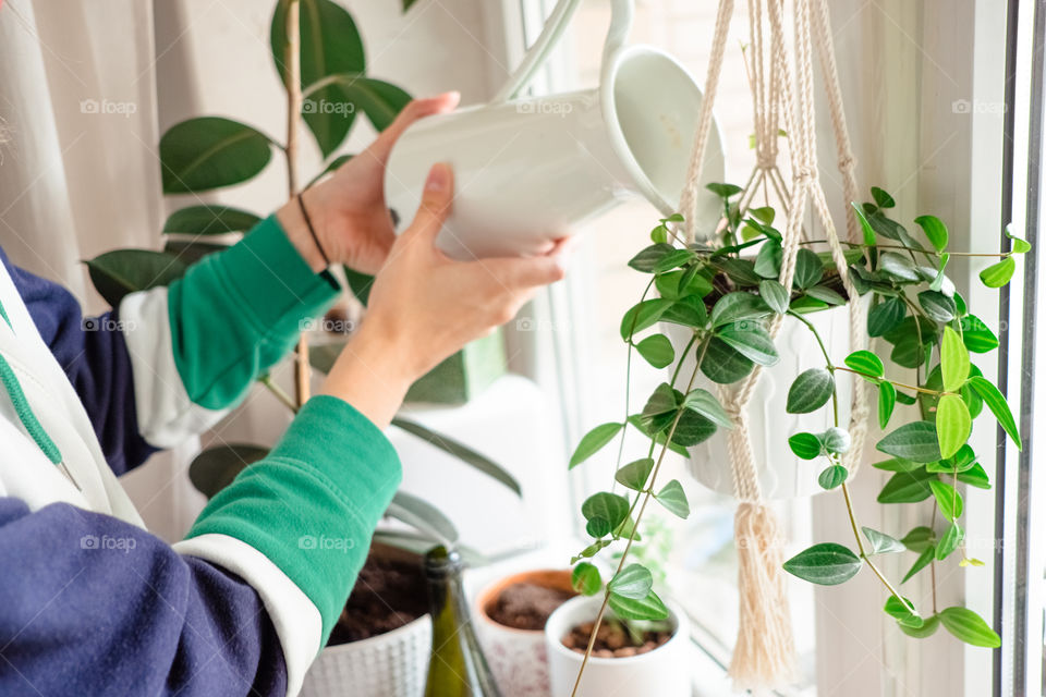 Woman’s hands watering plants at home. Plant parrent