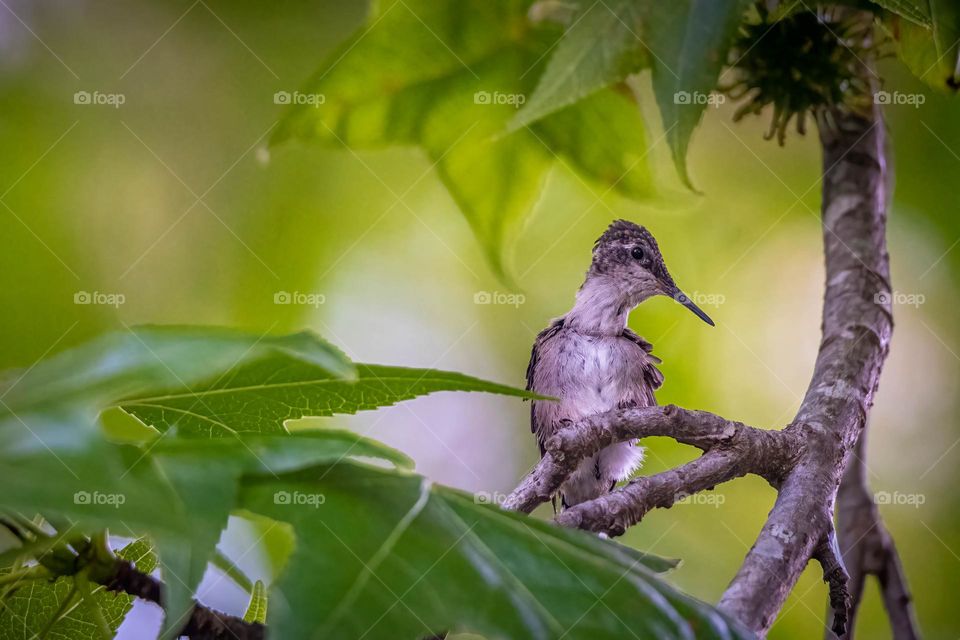 A Ruby-throated hummingbird fledgling just left the nest and ponders its next move. 