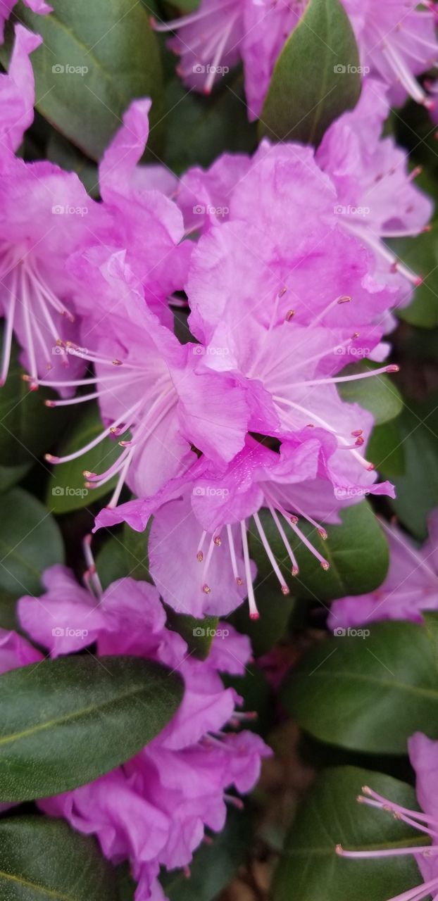 azalea blossoms