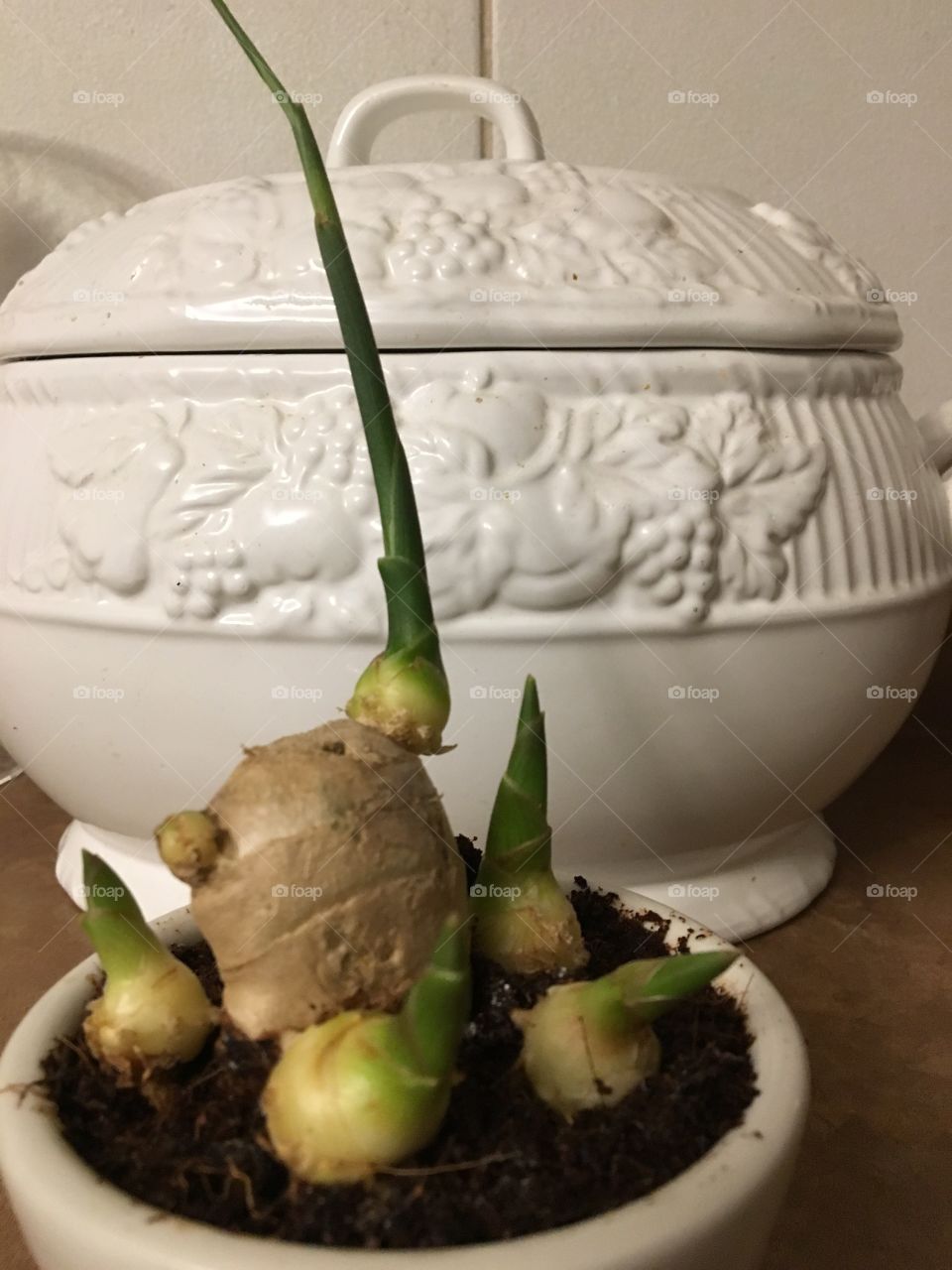 Sprouted ginger is growing