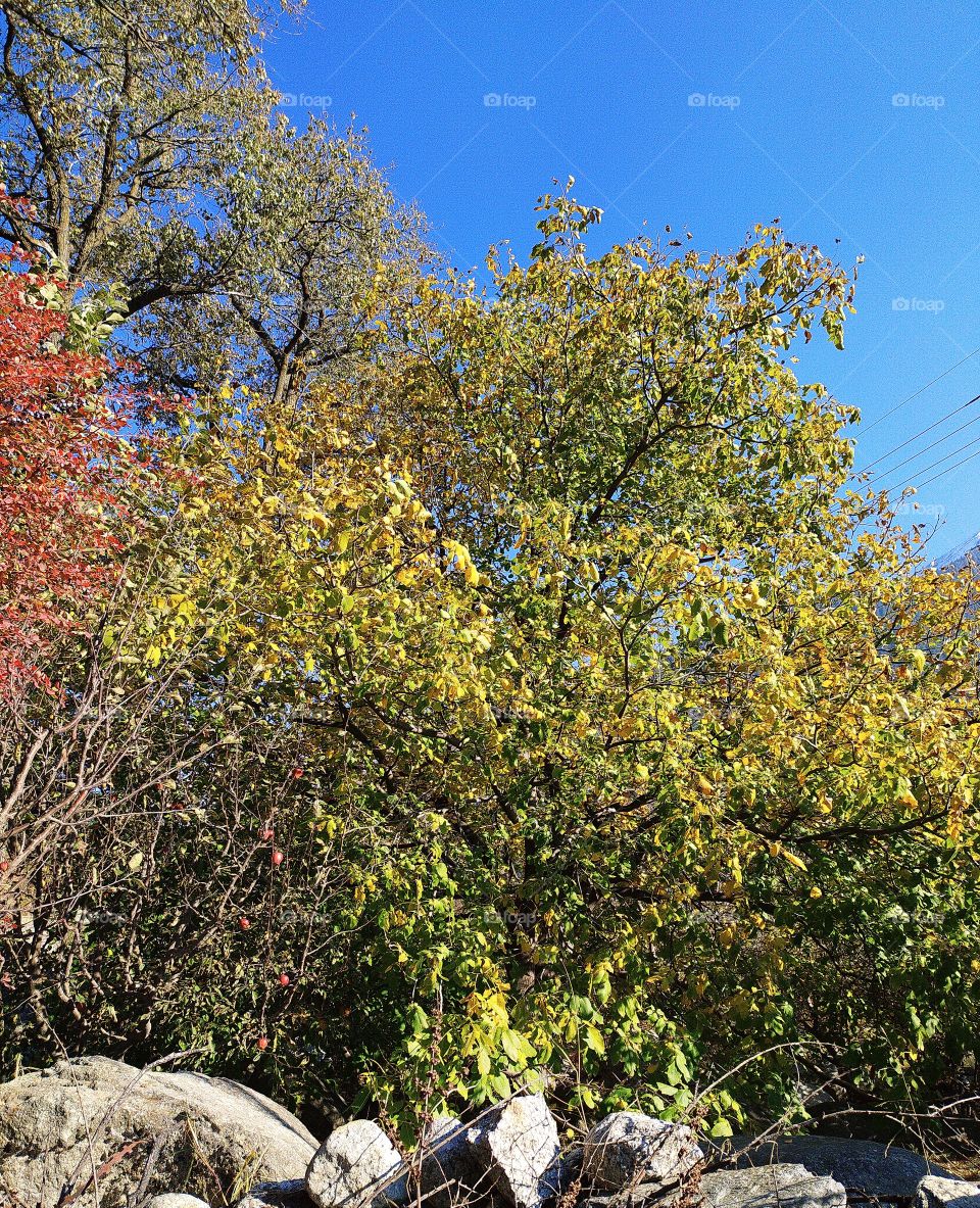 Wonderful view of natural beauty en route to Gangotri in the great Himalayas