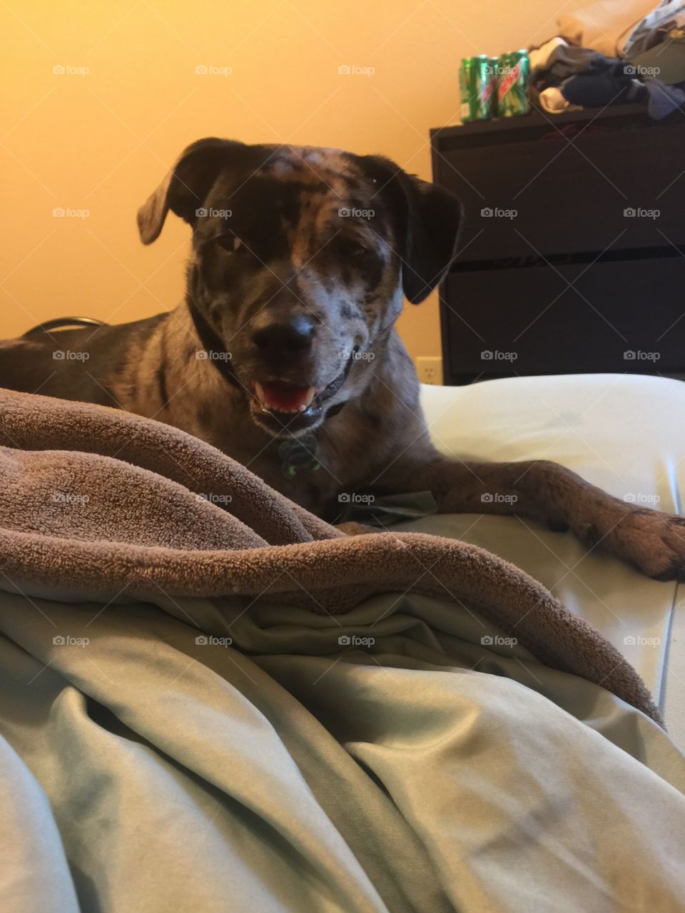 Buttercup's Side Eye. Little Buttercup casting some serious side eye and her furbrothers. She was displease that they moved during nap time.