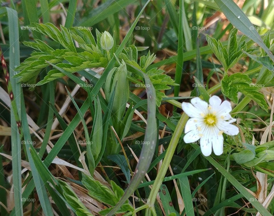 blume weiß gras grün frühling