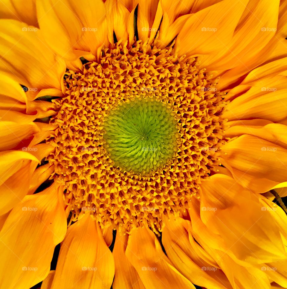 Sunflower 