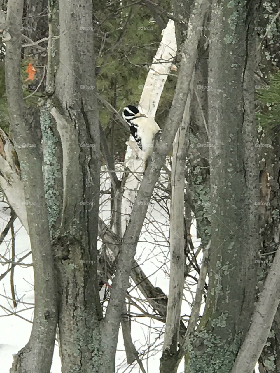 Woodpecker Northern Ontario 