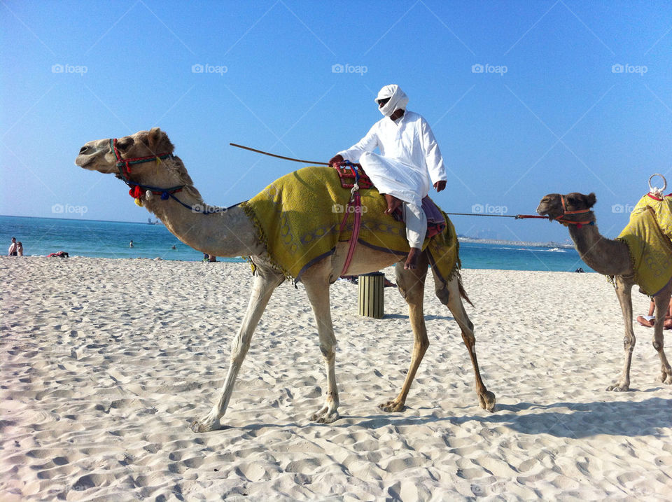 dubai united arab emirates camel arab by dixon5065