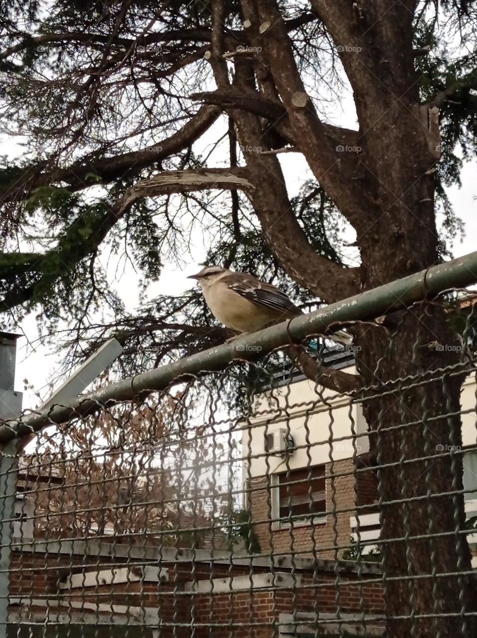 bird on fence / pájaro en la reja