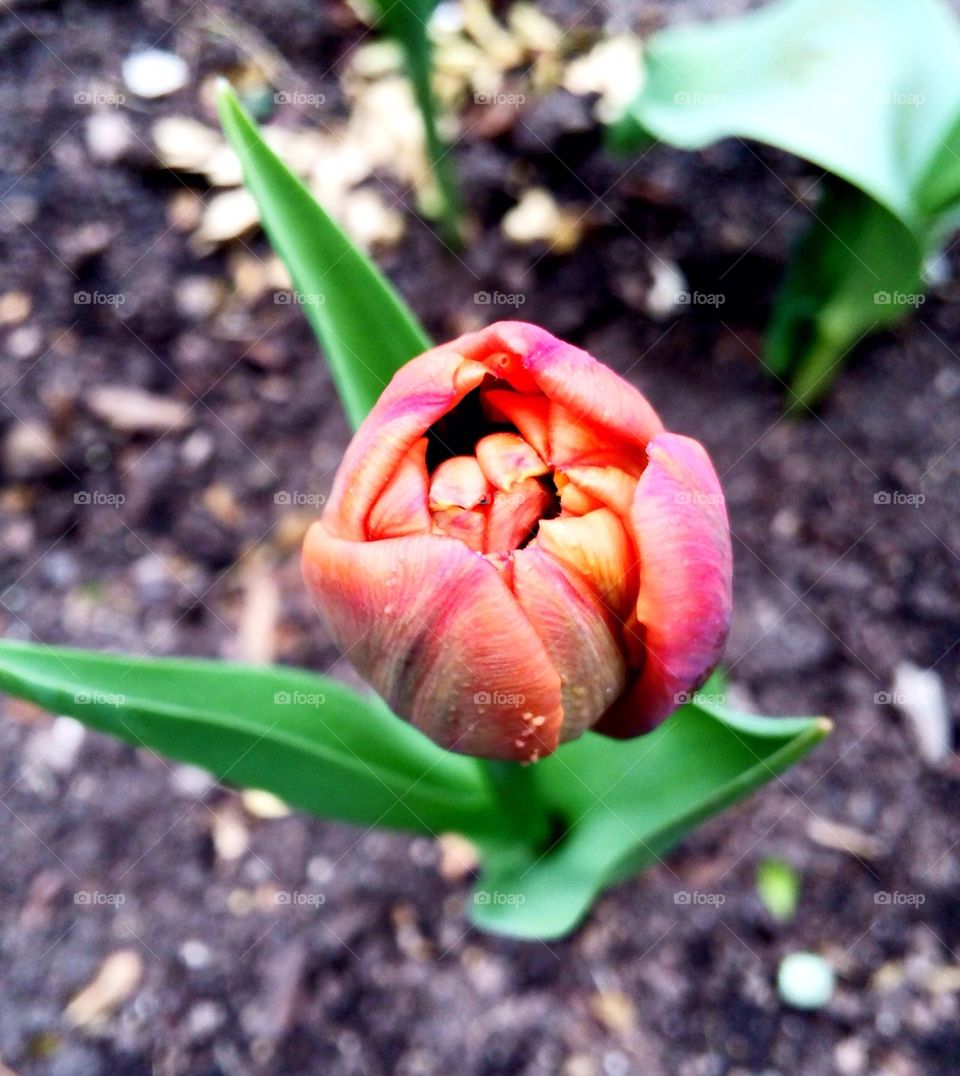 Tulip