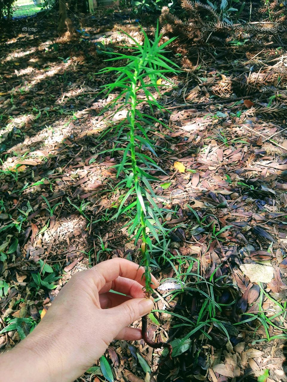pine sapling