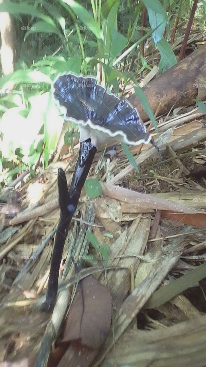 Rare mushroom growth is rarely known.