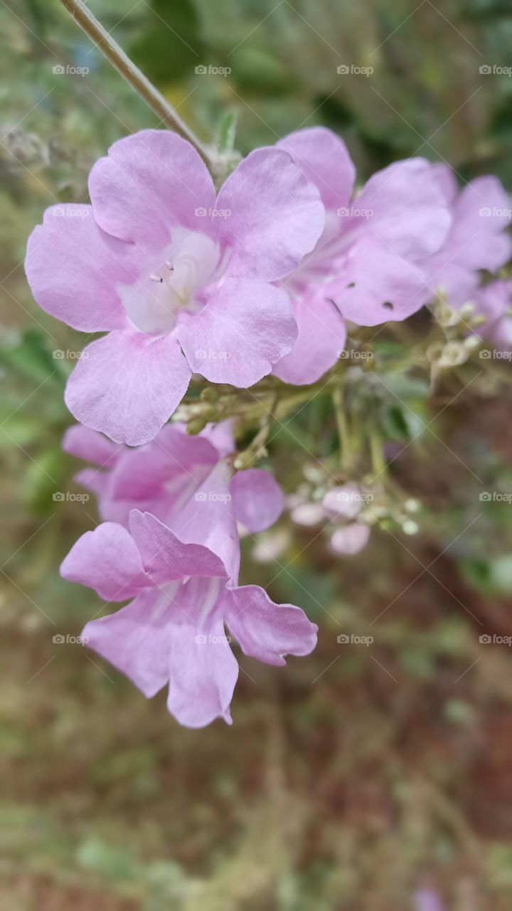 bush vine flower, typical of the serrado.