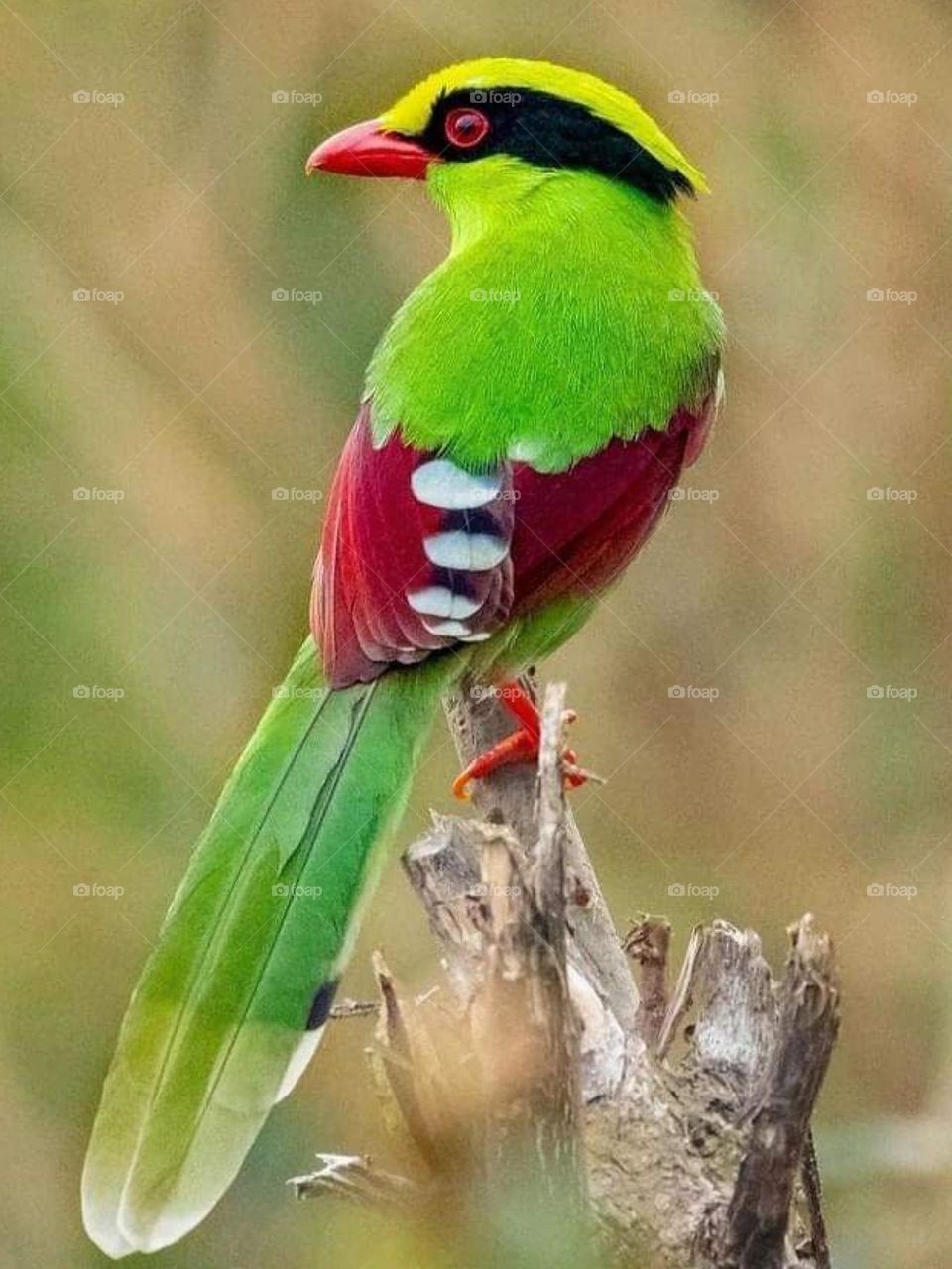 Green friendly bird