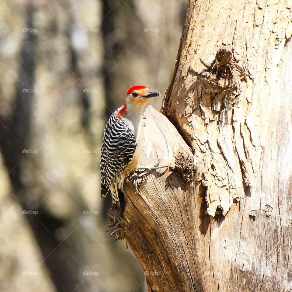 A woodpecker curiously  peers around a tree trunk 