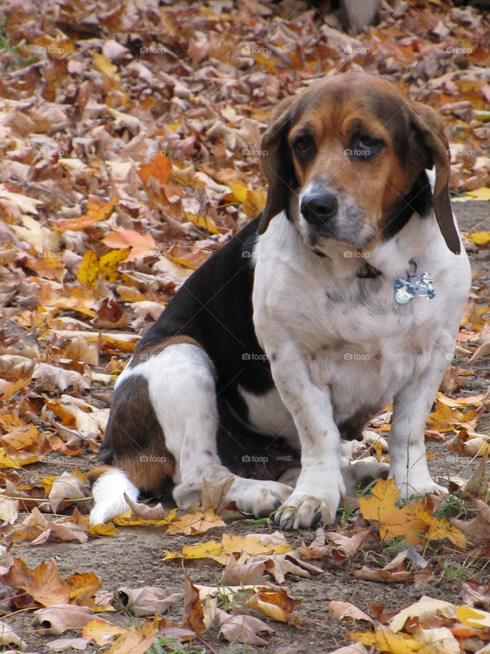 Basset hound