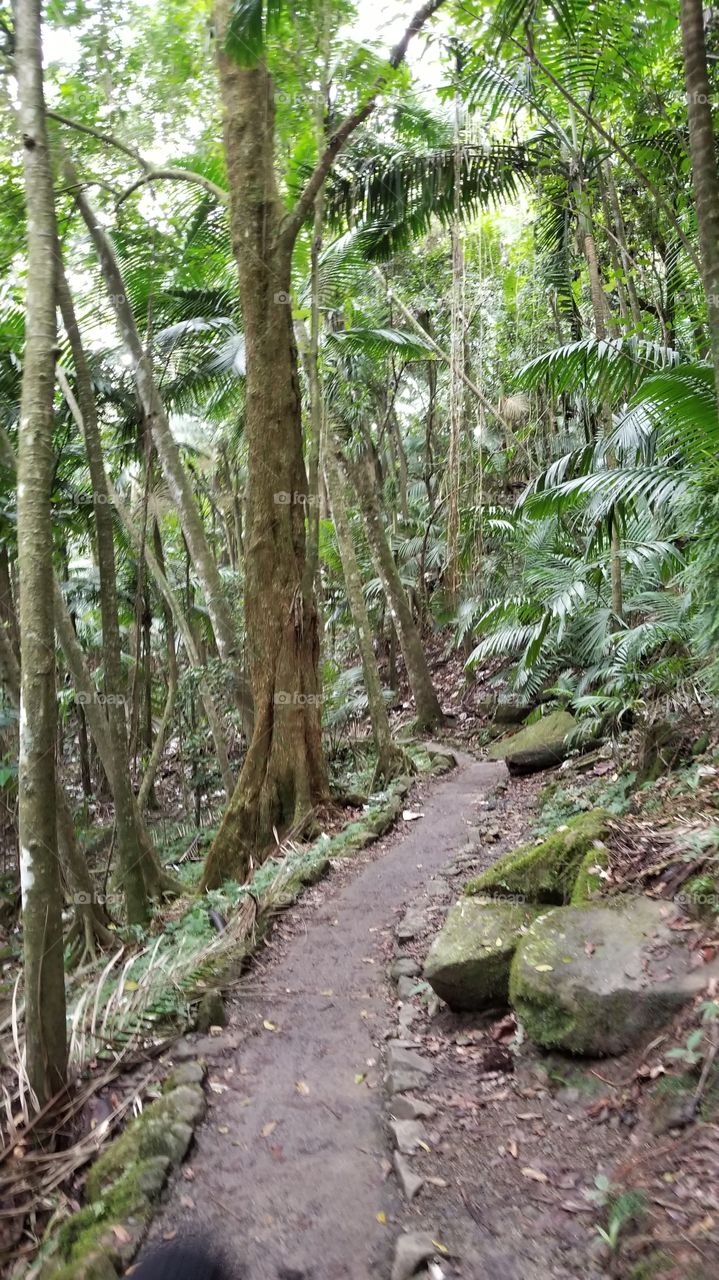 Puerto Rico Rain Forest