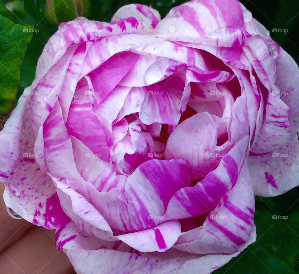 Pink striped rose. Pink striped rose