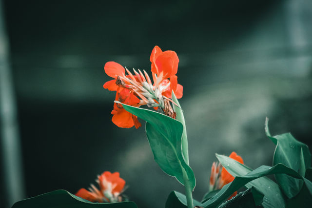 Flower in the garden