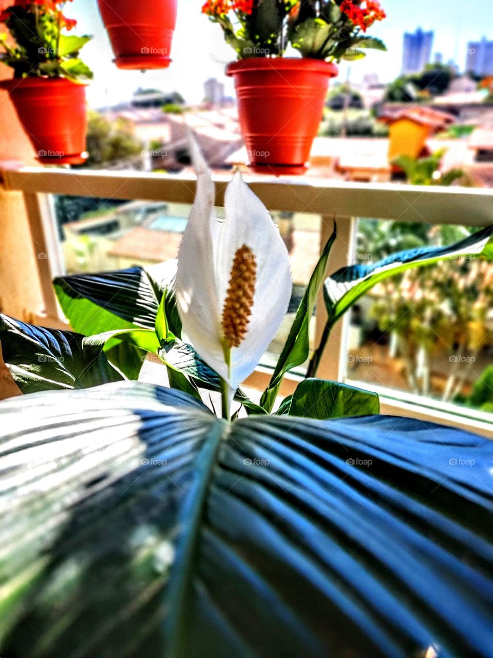 Peace lily