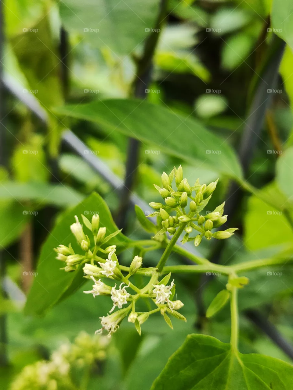 portrait of a plant