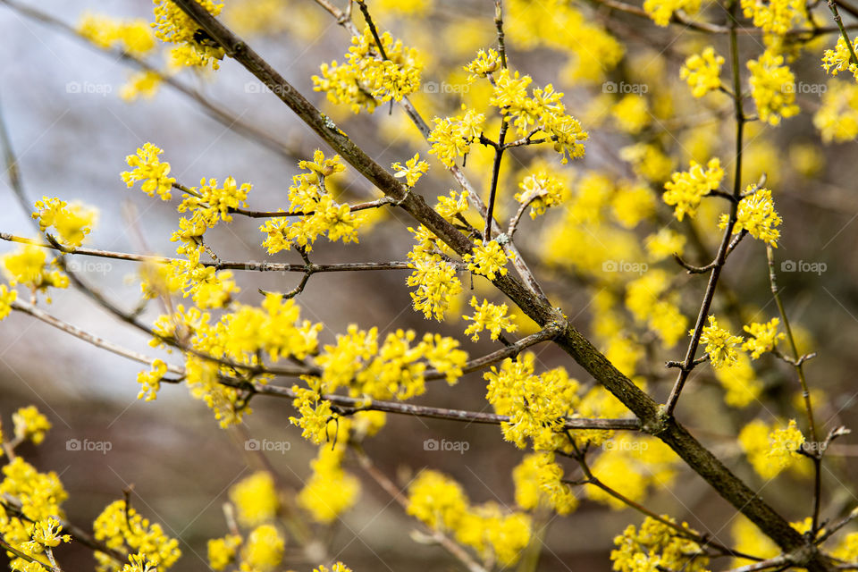 yellow bush blossoms in spring