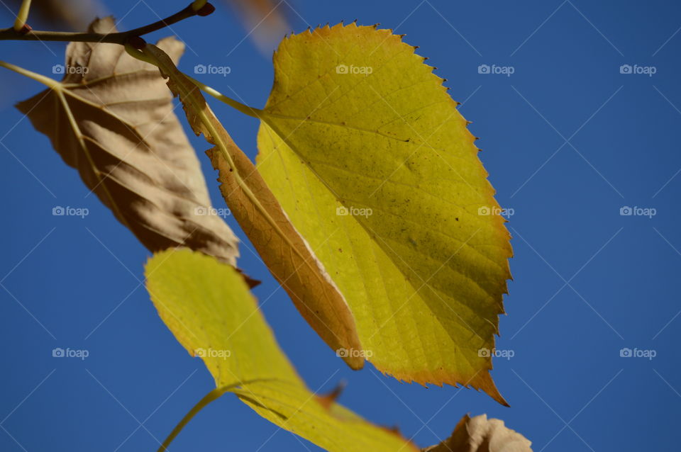 Leaf, Nature, Fall, Tree, No Person