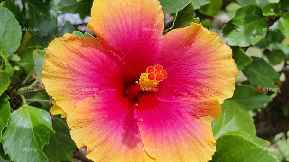 hibiscus closeup