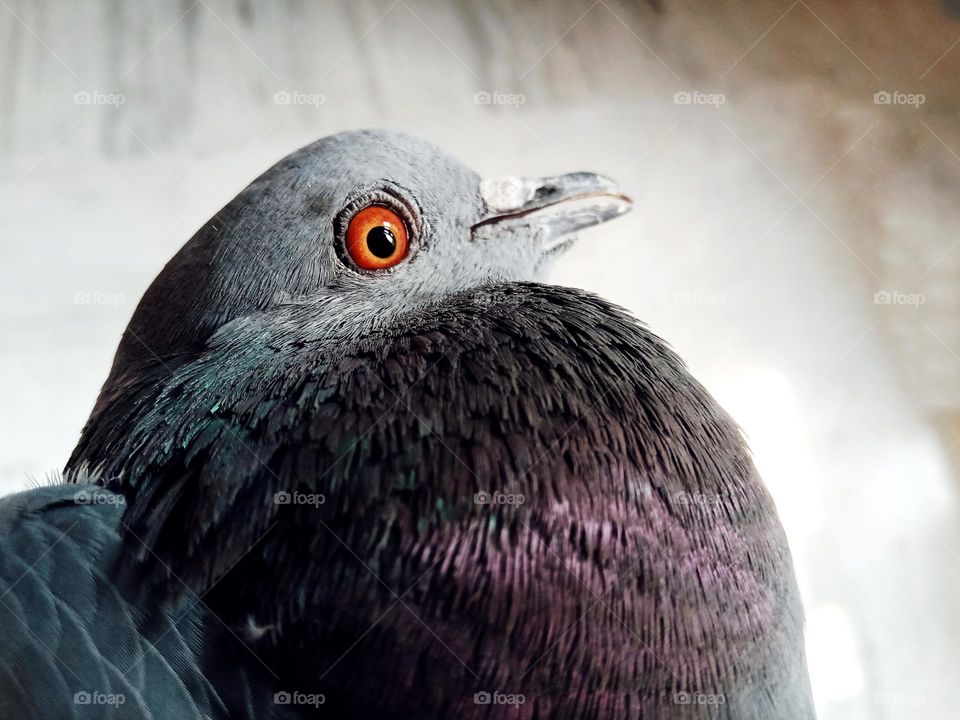 a scared pigeon looking towards the camera.