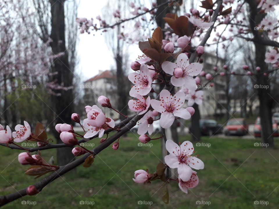 This is one beautiful tree with some big, pink flowers! If you don't want to see them just on picture, you can always visit Vojvodina, Serbia, actually, the most beautiful town - Novi Sad.