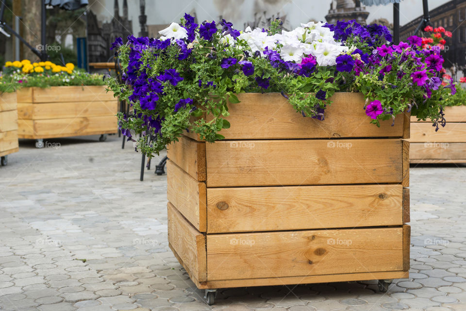 Interior street cafe with flowers in wooden pot