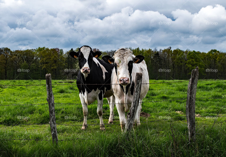 Portrait of cows in grassy field