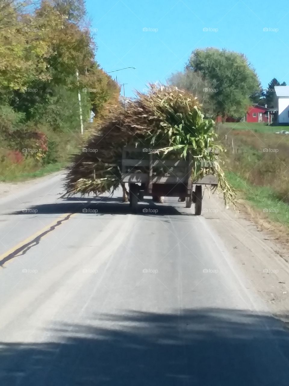 following a horse drawn wagon full of corn stalks.