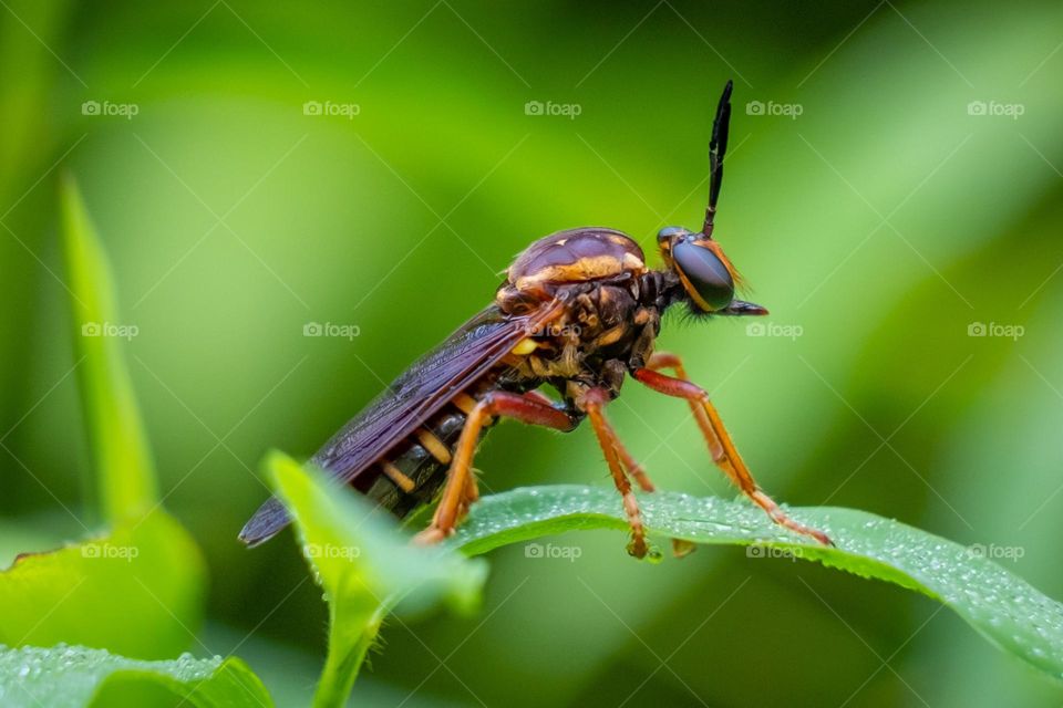 A robber fly remains motionless, ready to ambush prey. 