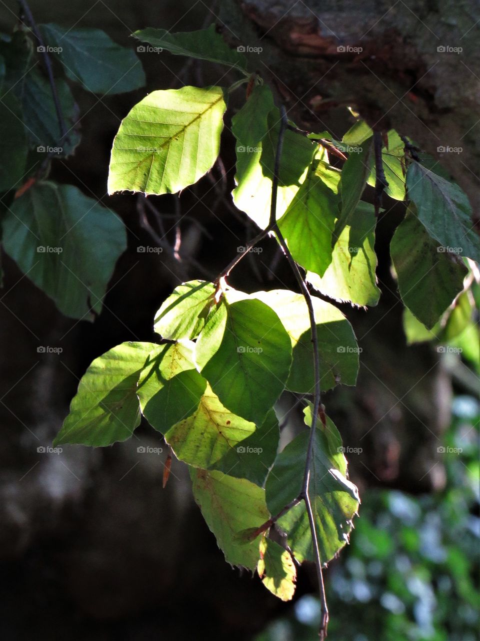 leaves