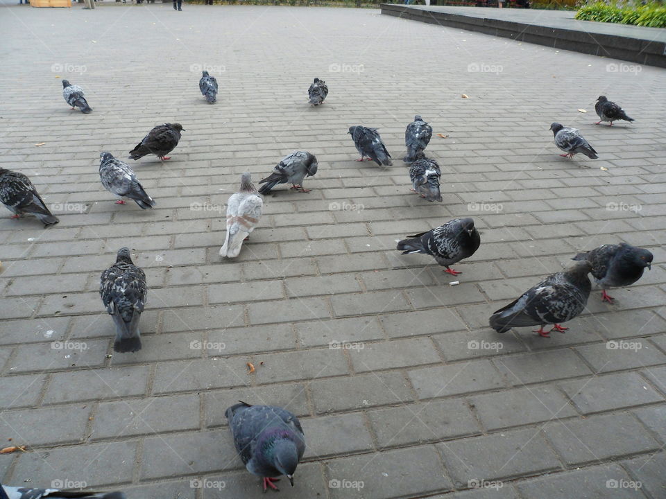 urban pigeons on the street in Kiev, Ukraine