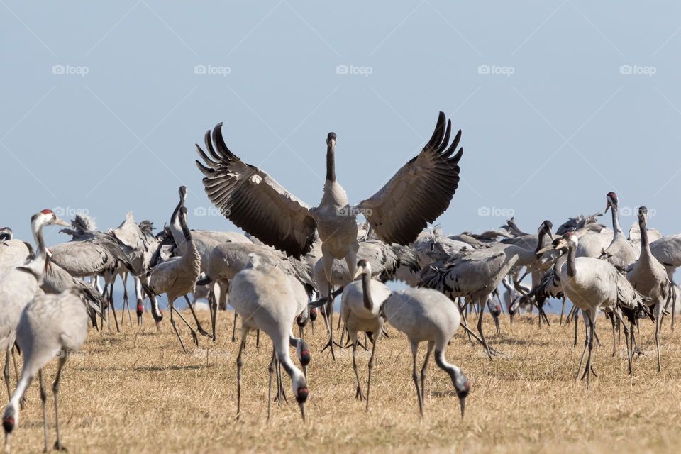 A flock of wild crane birds, one is flapping spreading it wings 