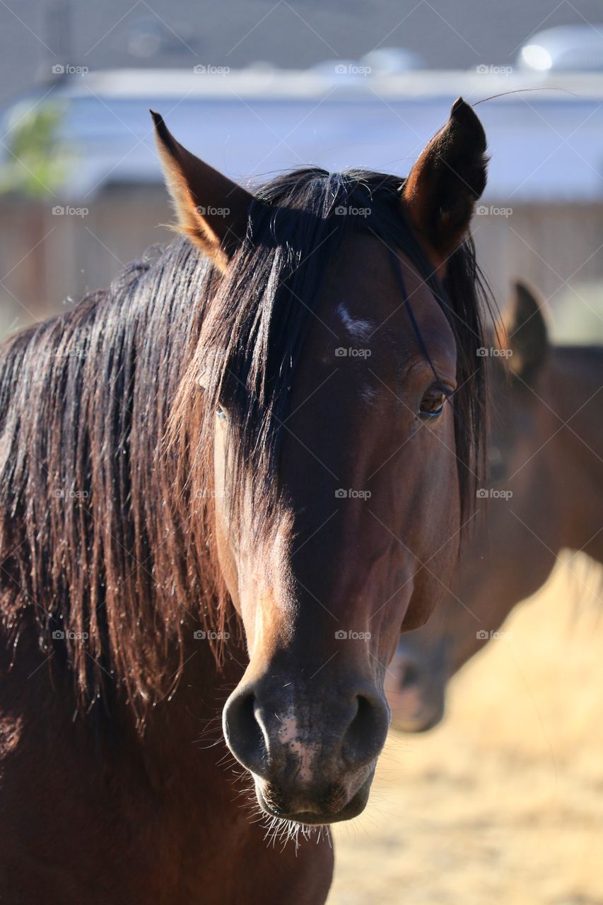 Wild American mustang horse facing and looking at camera headshot closeup 