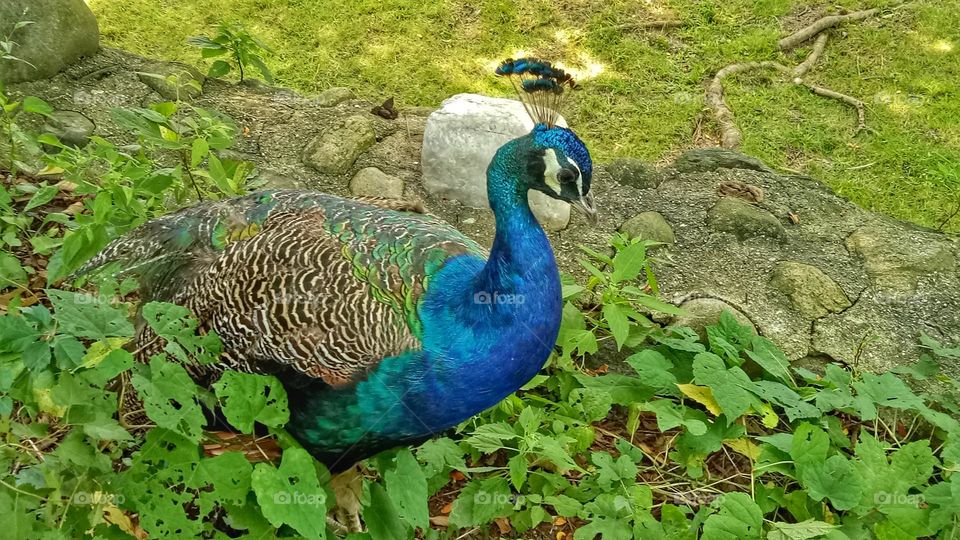 Peacock 