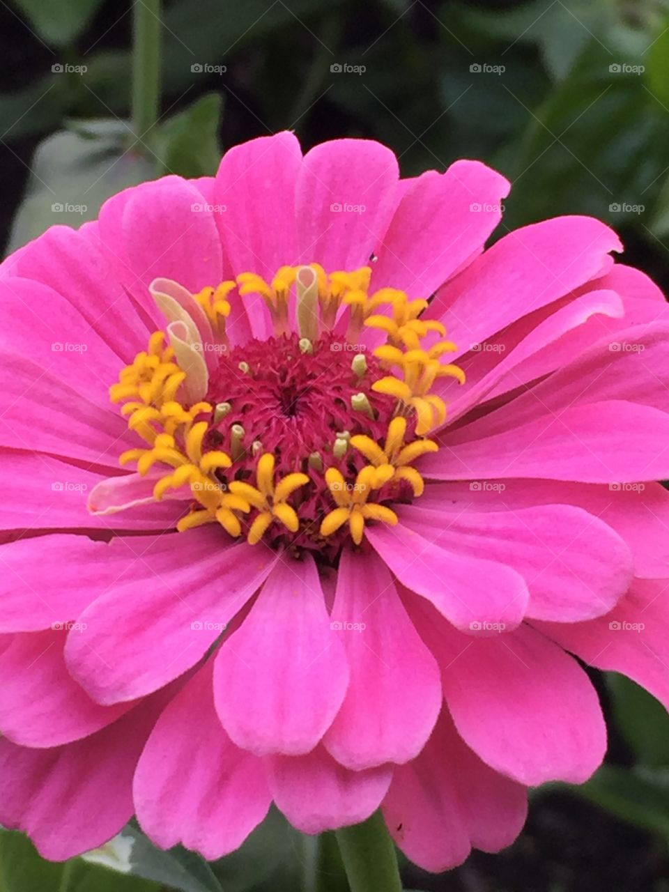 Close-up of pink flower head