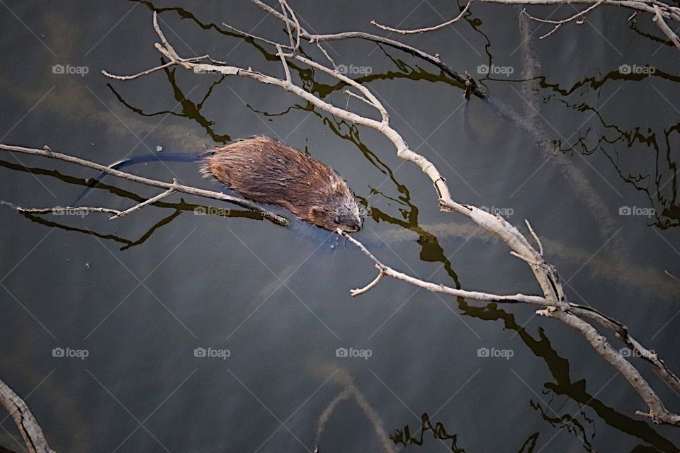 Looked Ofer the ledge and found a muskrat 