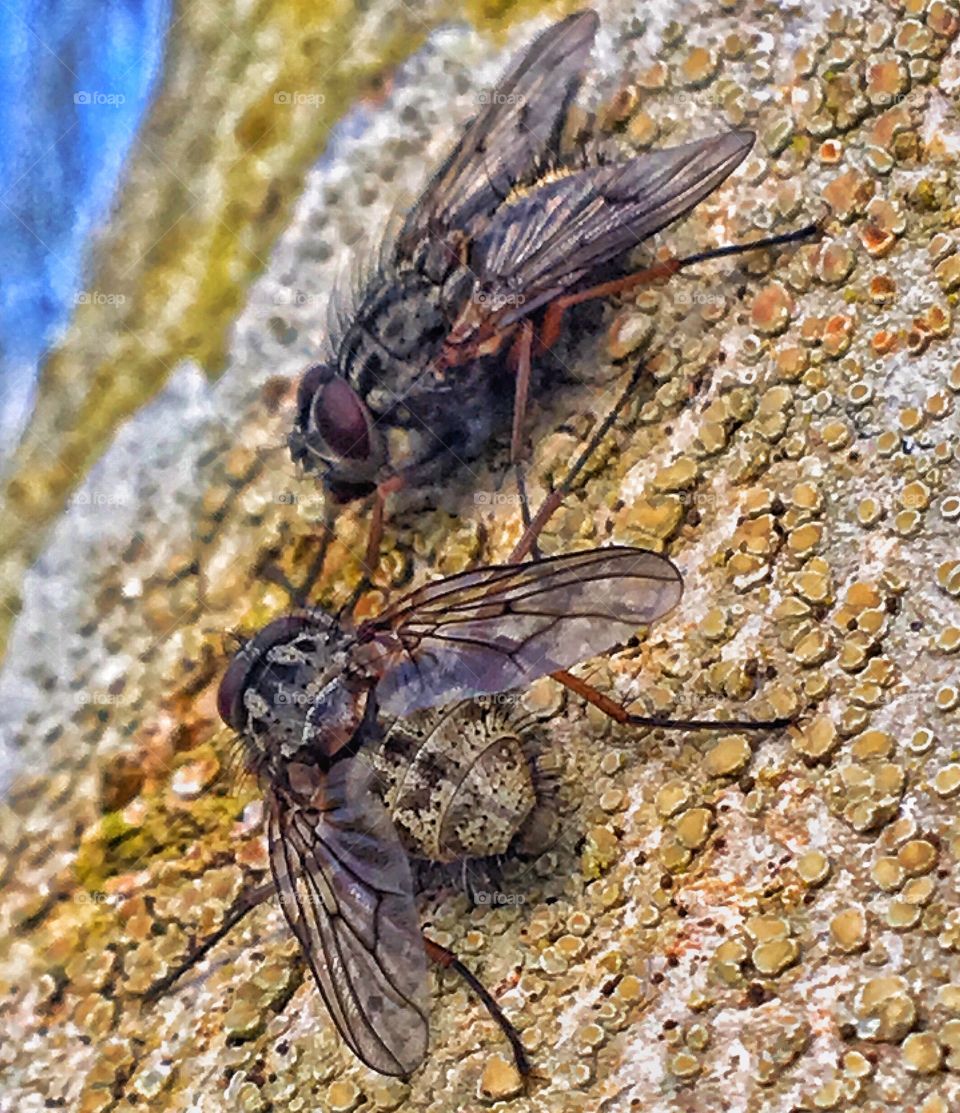 Fly close up 