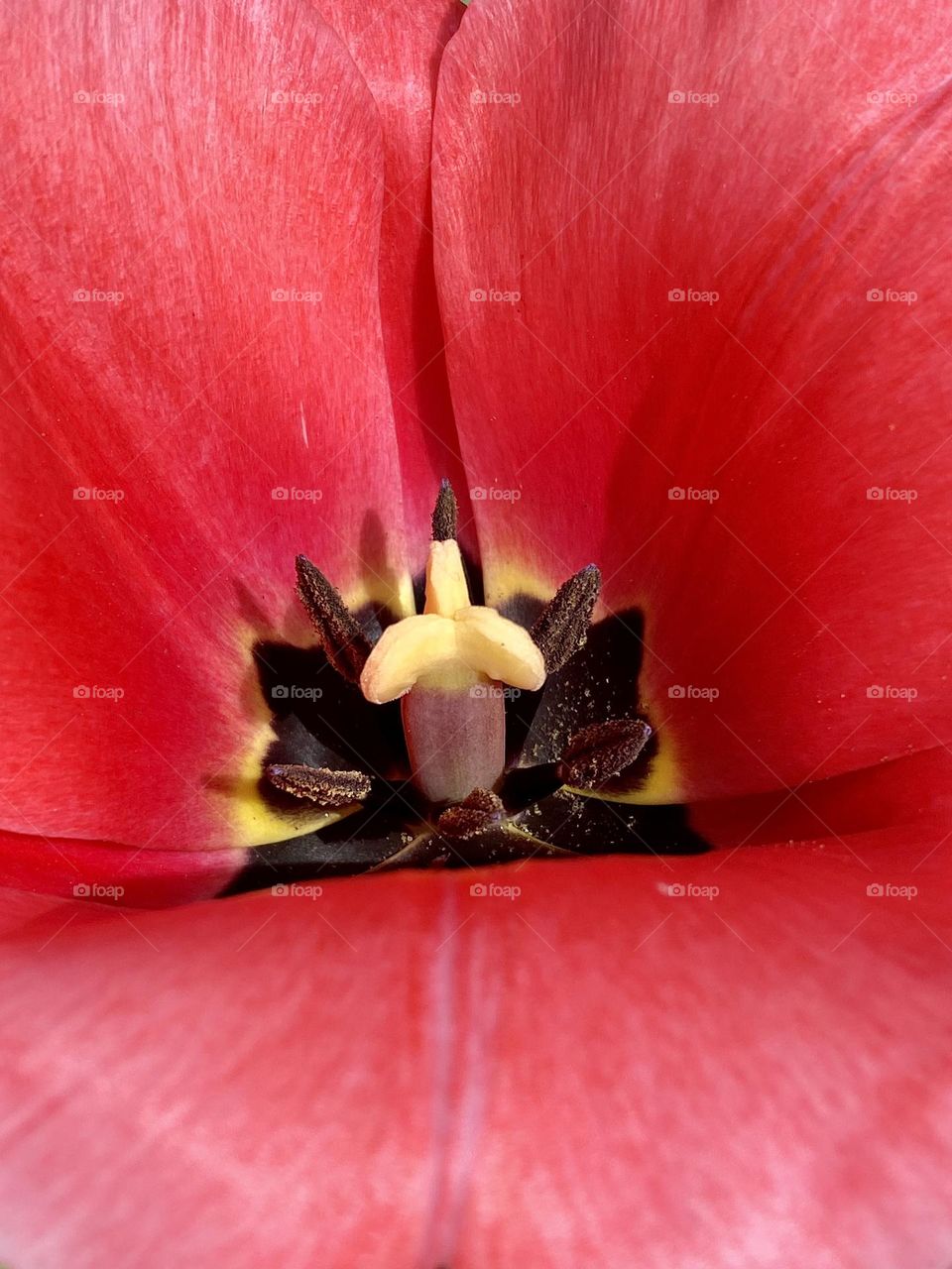 Close up of a bright red tulip