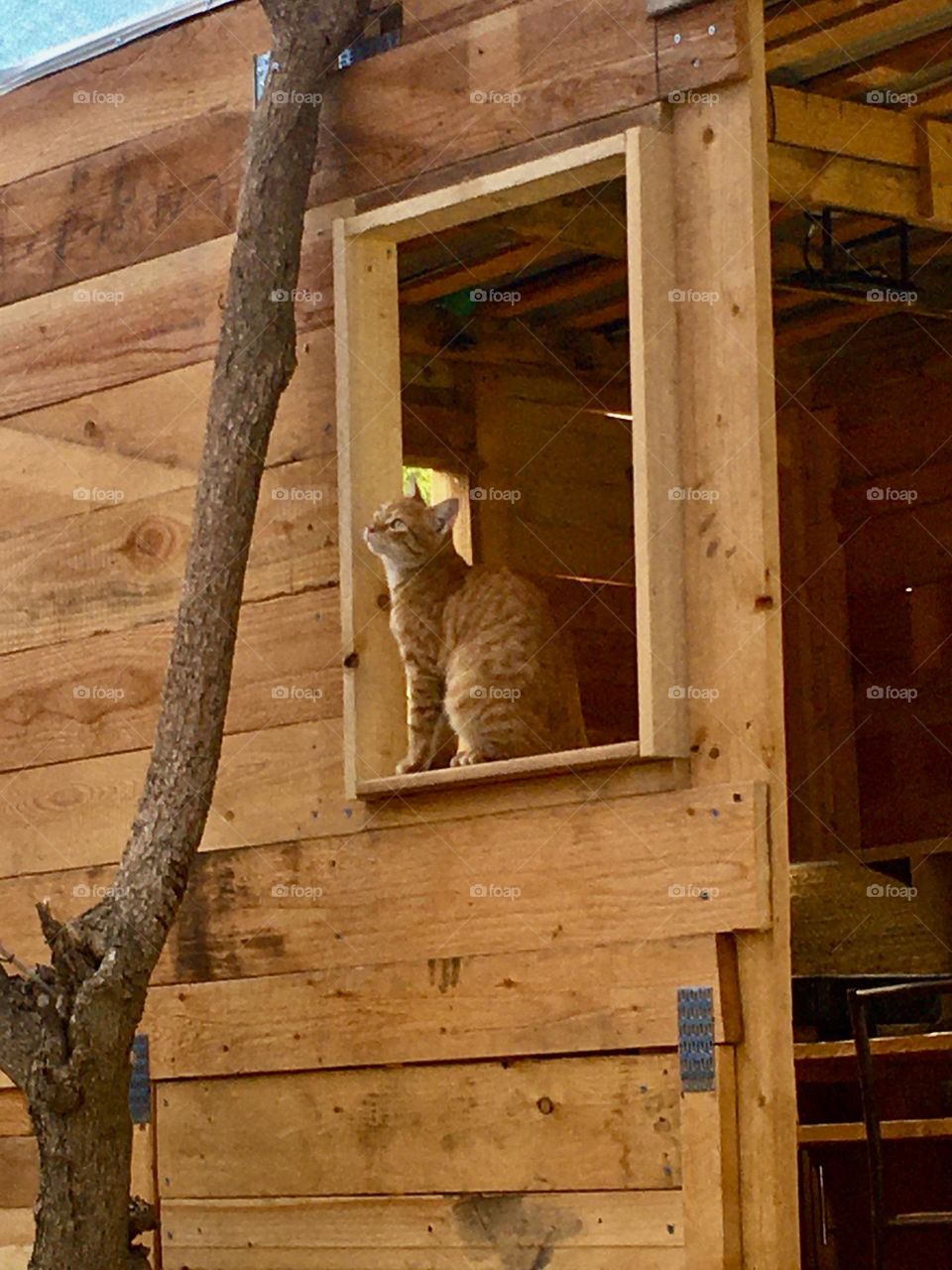 The treehouse cat