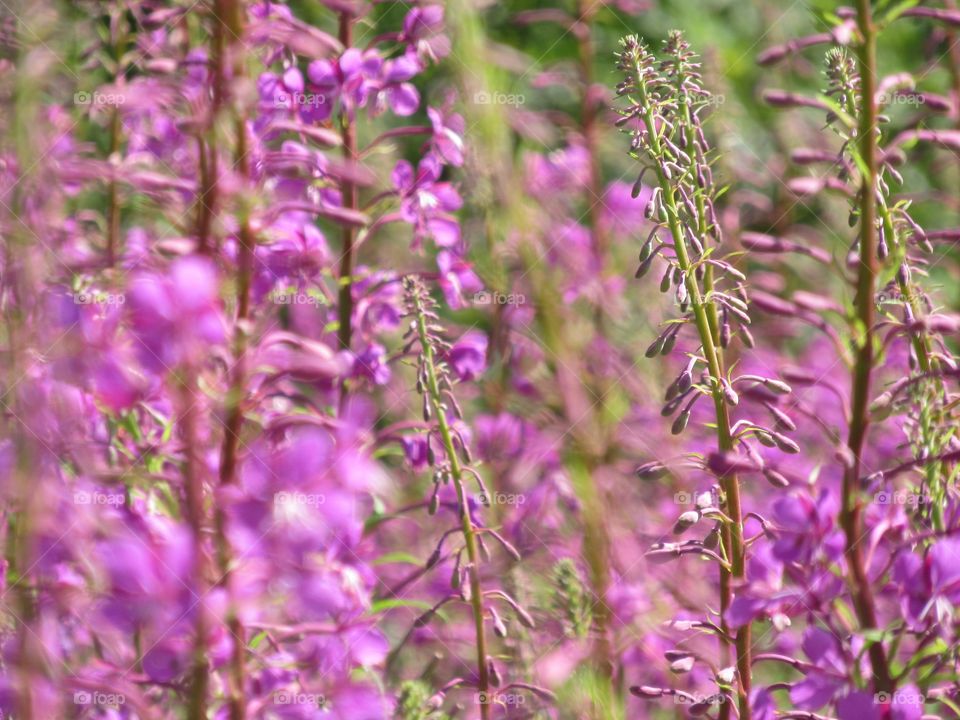 Willowherb