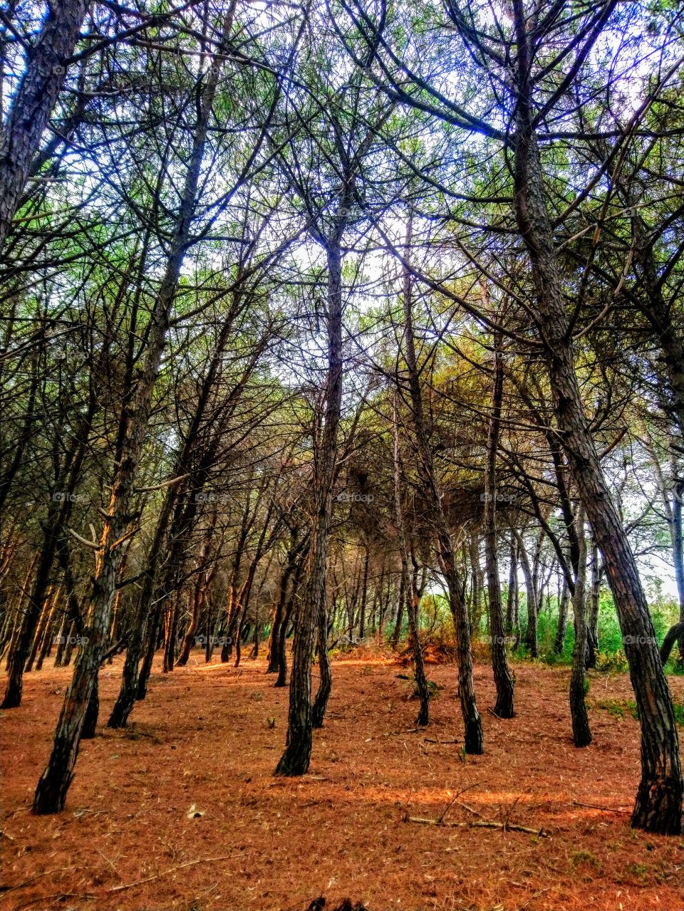 Brown forest