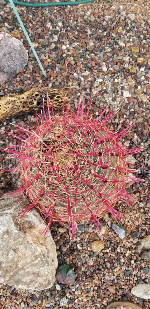 crazy plant people