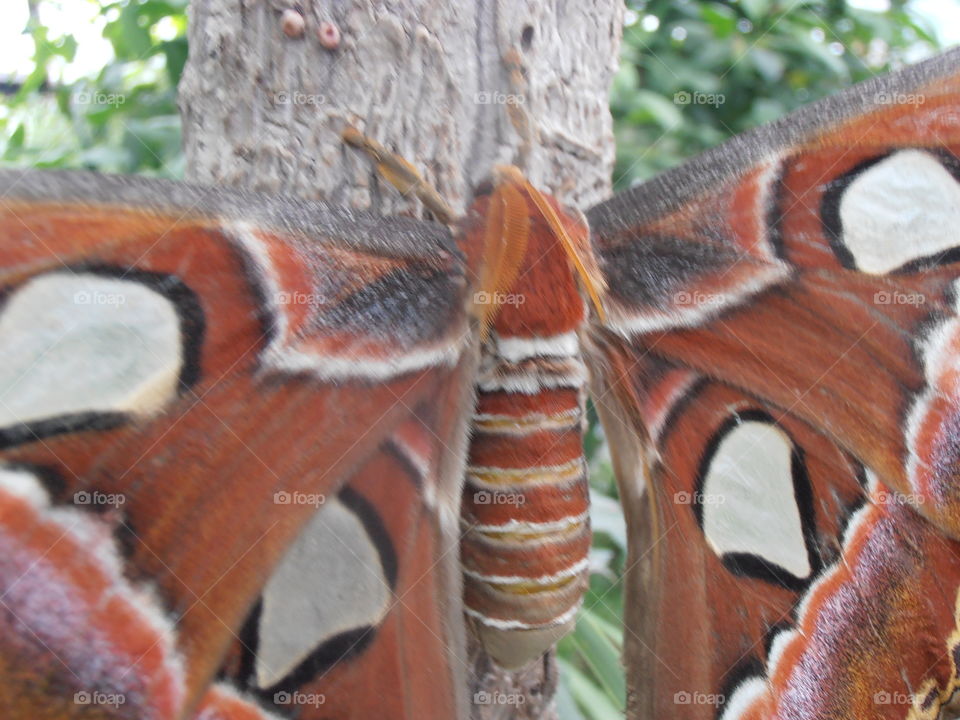 Butterfly Closeup