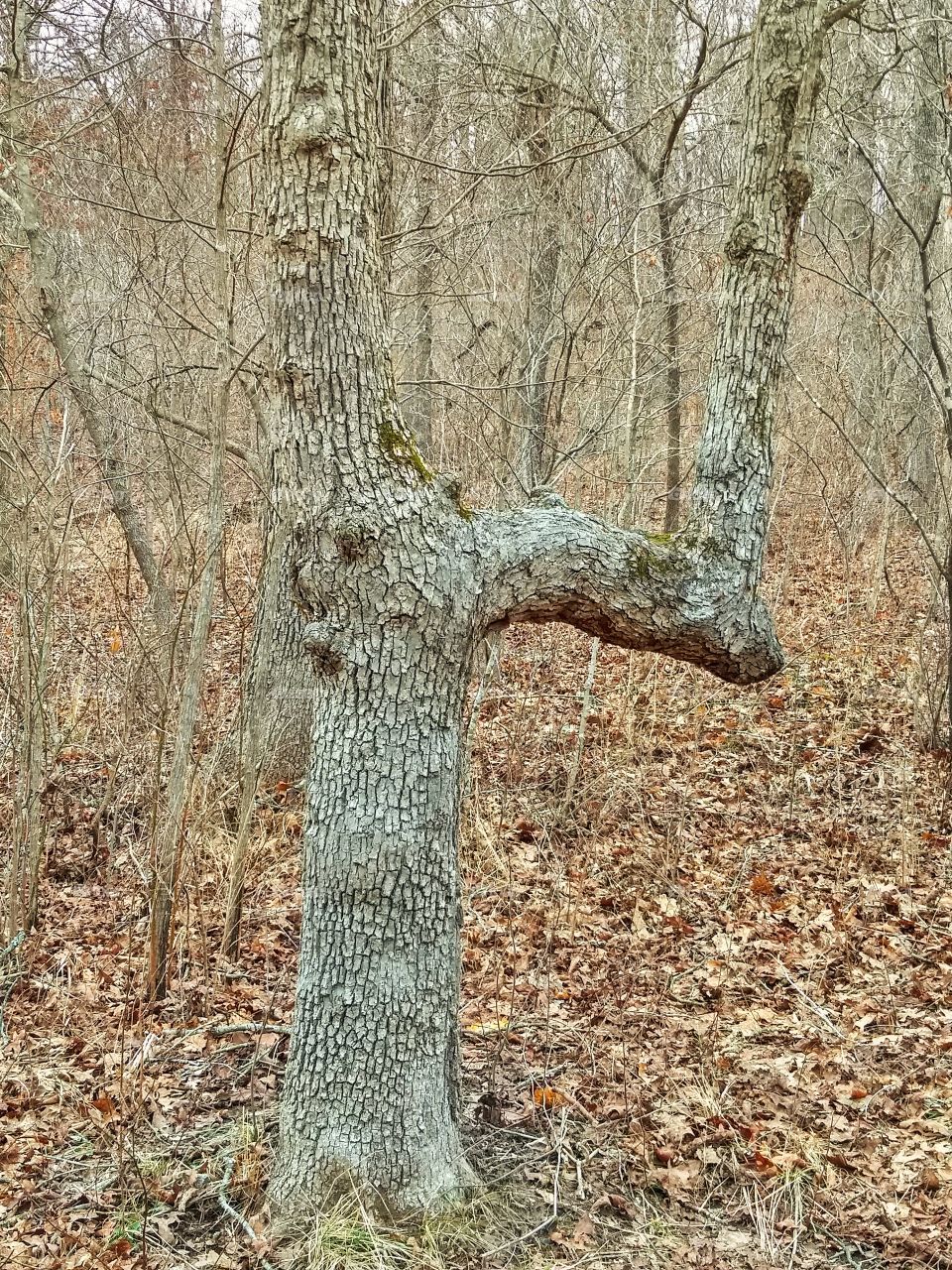 Bent tree along a hiking trail