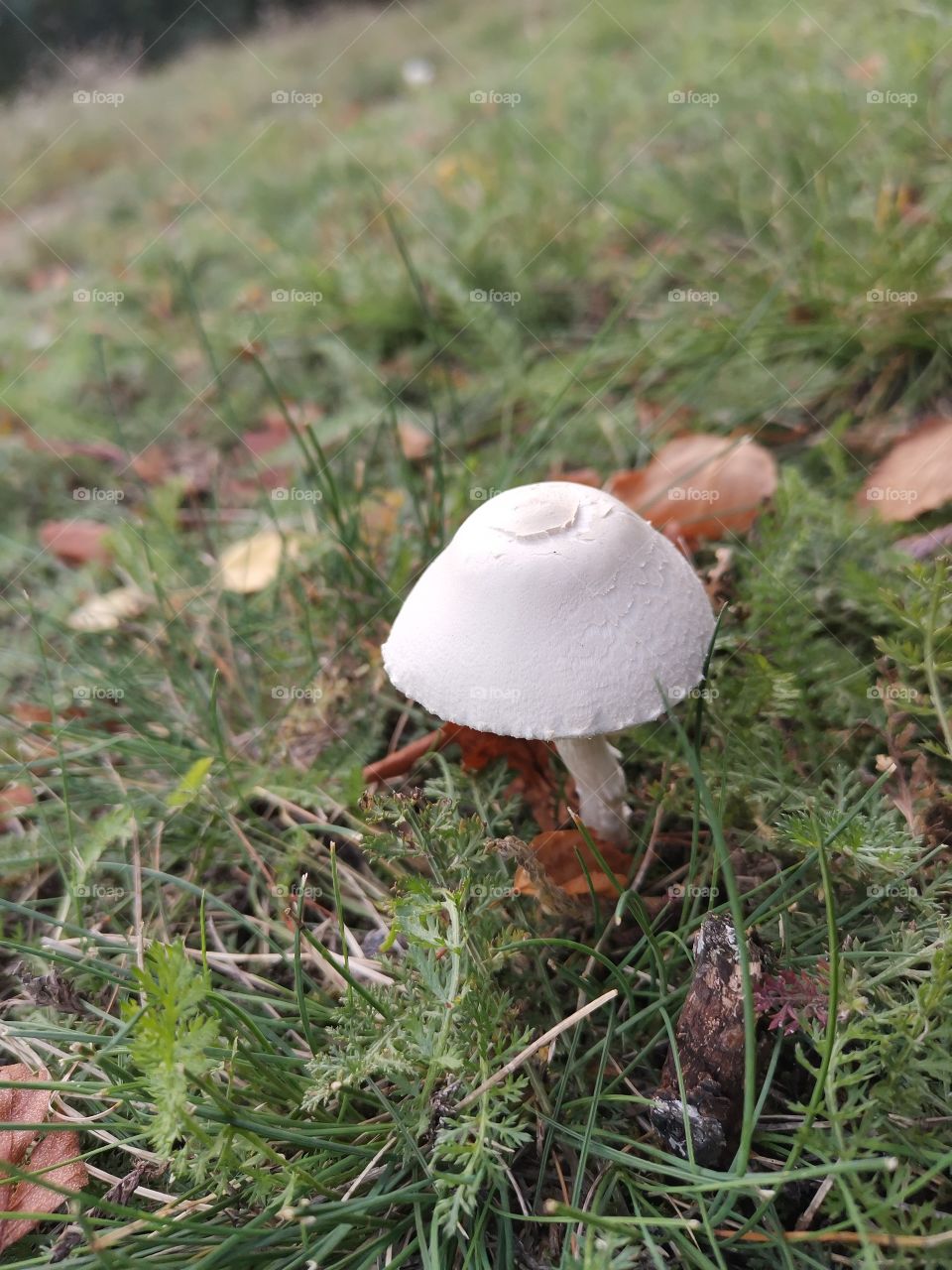 Simple Mushroom