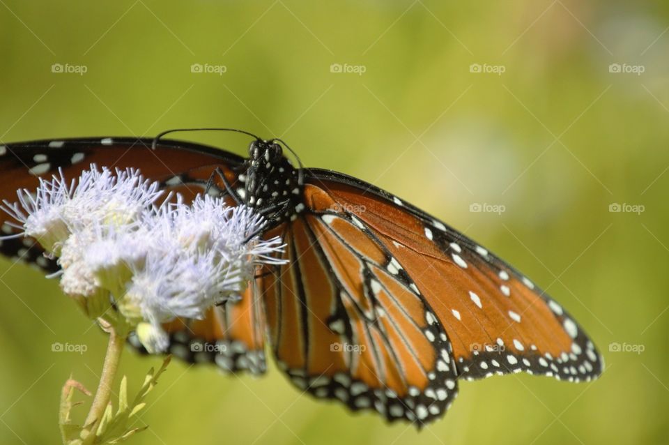 Monarch feeding 