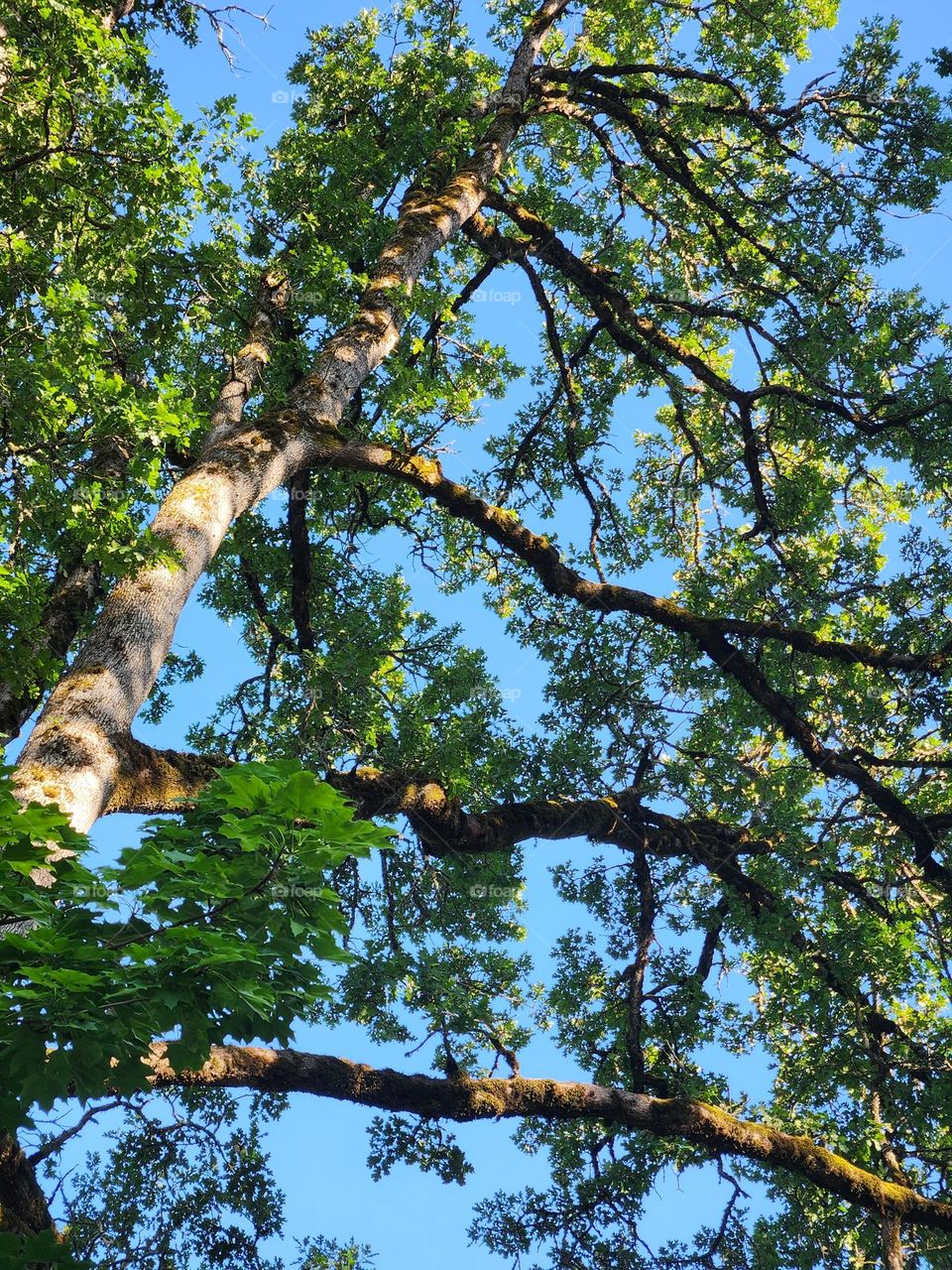 view from the ground looking up into layered tree branches and blue sky